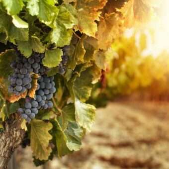 vino