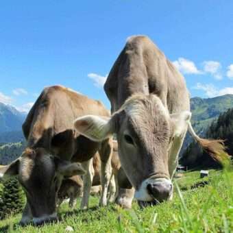 feelgood-mucche-malga-pascolo-alpeggio-asiago